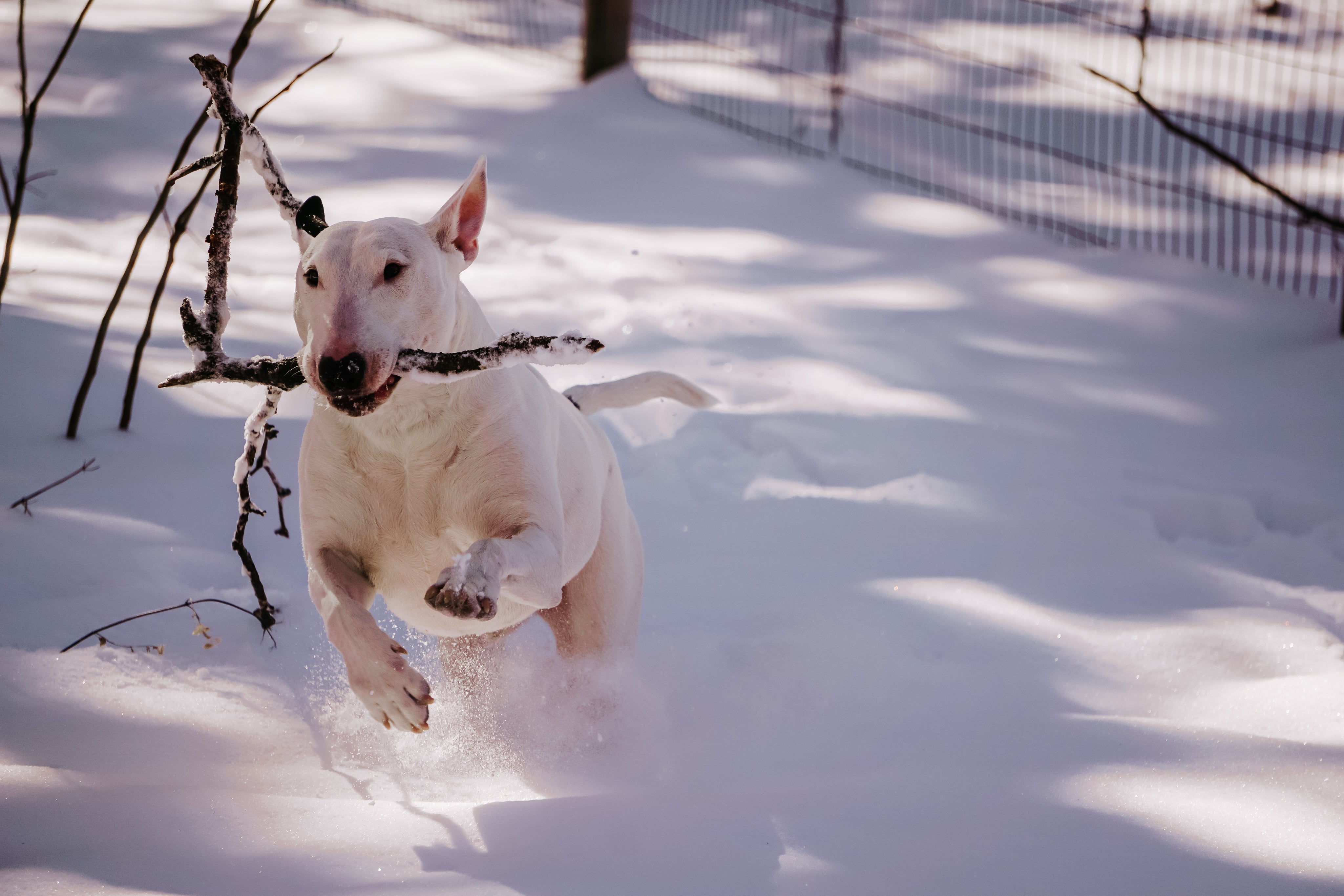White puppy playing fetch in the snow – PetsZeno Canada